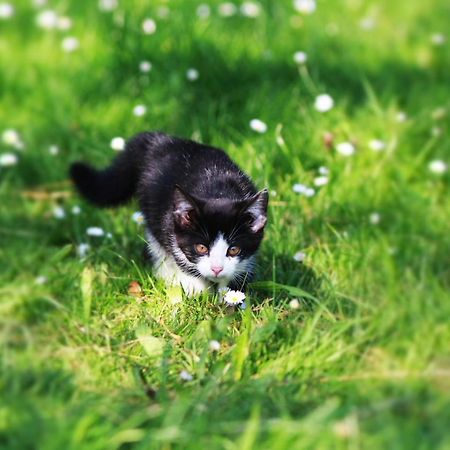 Ferienwohnung Katzheim Schlier ภายนอก รูปภาพ