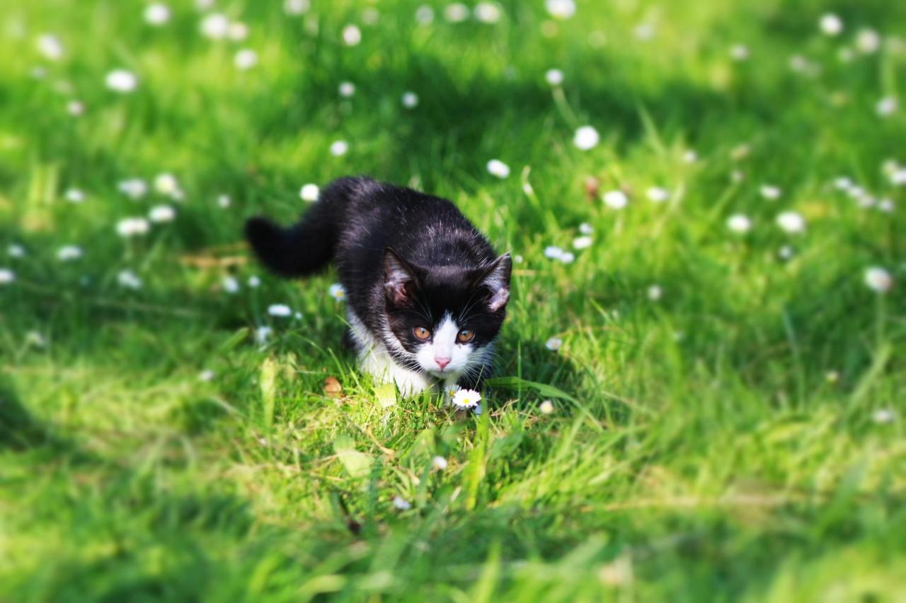 Ferienwohnung Katzheim Schlier ภายนอก รูปภาพ