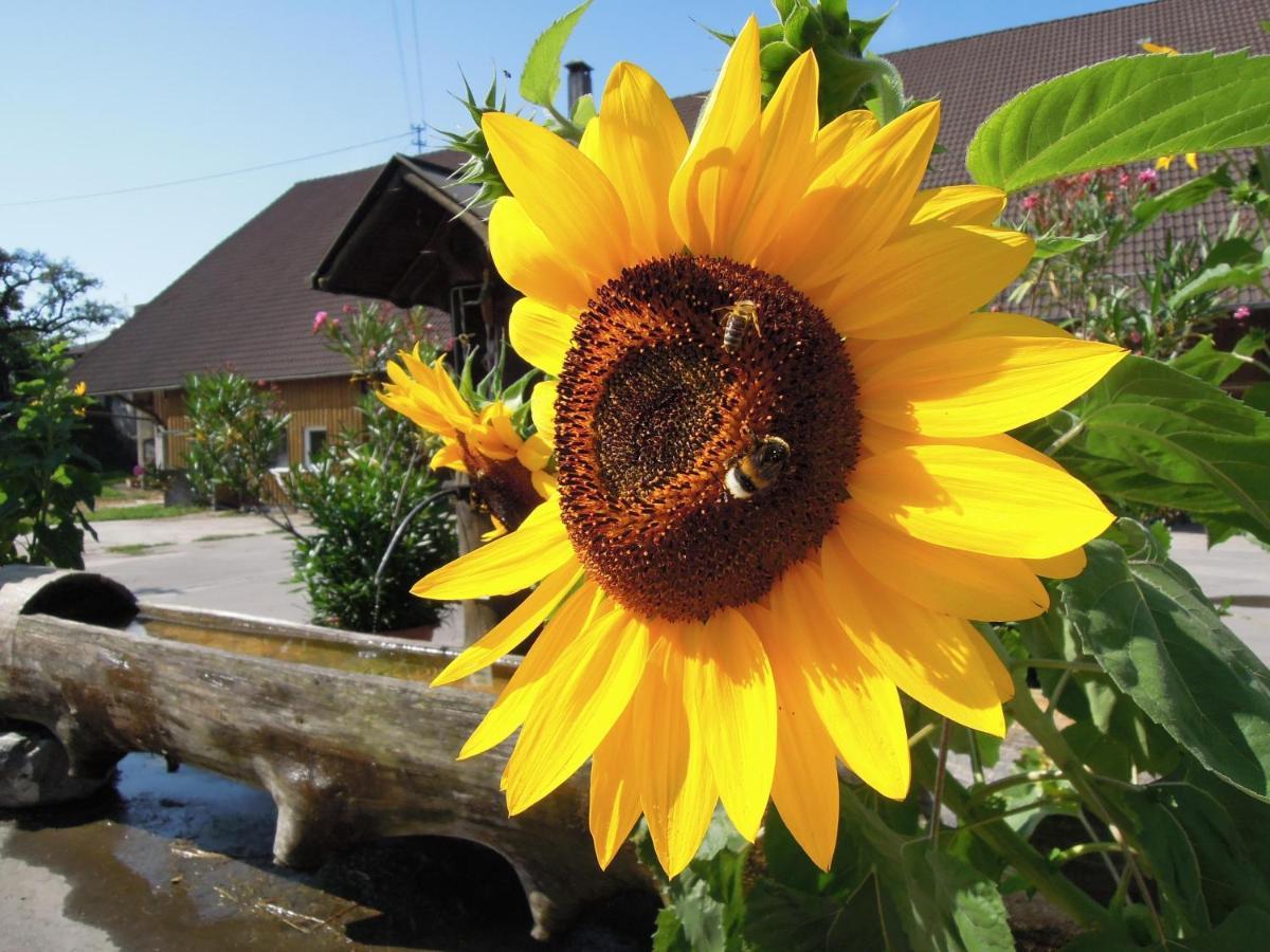 Ferienwohnung Katzheim Schlier ภายนอก รูปภาพ
